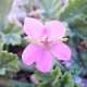 Erodium de Chios (Crédits : Julien Bonnaud - Natural Solutions)