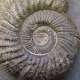 Ammonite (Crédits : Gorissen.M - Flickr)