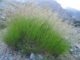 Calamagrostide argentée (crédits Olive Titus)