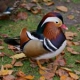 Canard-Mandarin---crédit-Daniel-Jolivet