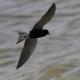 Guifette-noire-vol---credit-Paul-Hurtado