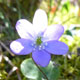 Hepatica nobilis (crédit: Toulourenc Horizon)