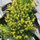 Saxifrage faux-orpin (Crédits : Léa Charbonnier)