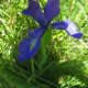 Iris des Pyrénées (crédits: evelyne Liauzun)