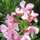 Nerium oleander (crédit: Saga70)