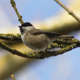Mésange nonnette (Crédits: sébastien bertru - Flickr)