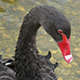 Cygne noir (Crédits: Stéphanie Ritz)