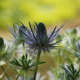Panicaut bleu des Alpes (Crédits: Antonietta - Flickr)