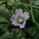 Petite mauve (Crédits: Harry Rose - Flickr)