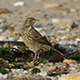 Pipit maritime (Frank Vassen - flickr)